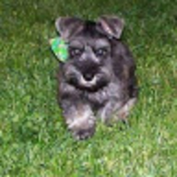 Meet your Posher, Nancy - Picture 1 of 1